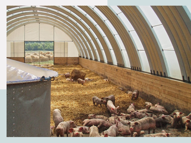 Строительство свинарников в Лангепасе